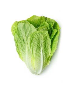 LETTUCE