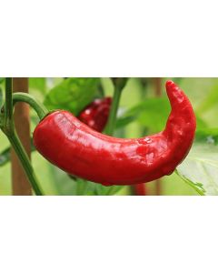 RED CHILI PEPPER